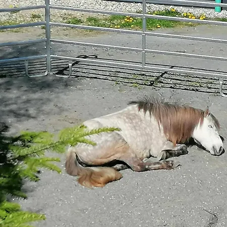 Wild Life Ranch בית נופש Schöfweg