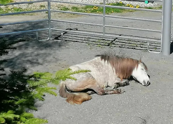 Wild Life Ranch بيت للعطل Schöfweg